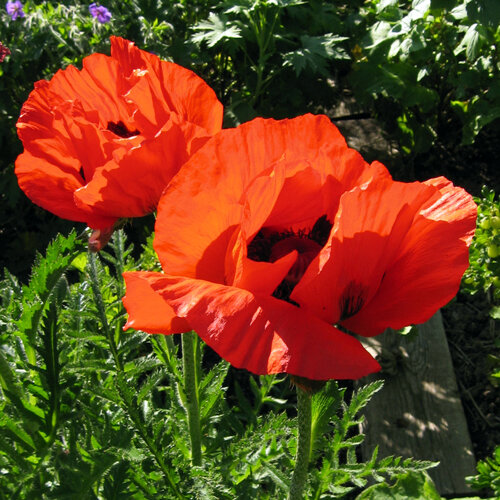 Amapola oriental (Papaver orientale) con grandes flores rojo intenso