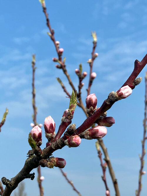 Capullos rosas de melocotonero en una rama ante un cielo azul