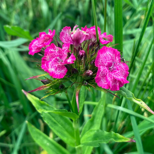 Clavel del poeta (Dianthus barbatus) con flores rosas moteadas de blanco