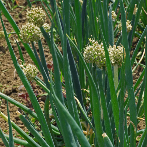 Cebolletas de invierno con hojas huecas y umbelas redondas en el bancal