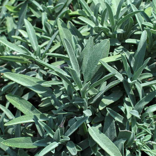 Hojas verde plateado de salvia común (Salvia officinalis)