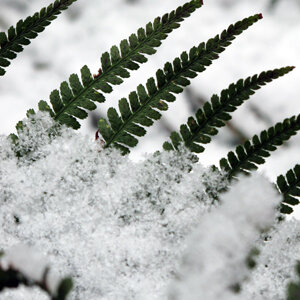 Frondas verdes de helecho asomando entre la nieve