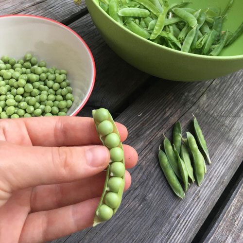 Guisantes recién cosechados: vaina abierta en la mano, guisantes desgranados en un cuenco