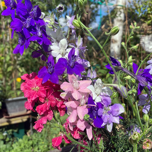 Ramo de espuelas de caballero anuales en azul, violeta, rosa, rojo y blanco