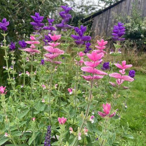 Salvia hormino (Salvia viridis) con brácteas rosas y violetas