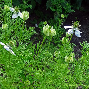 Comino negro (Nigella sativa) con flores claras, capullos y follaje finamente dividido