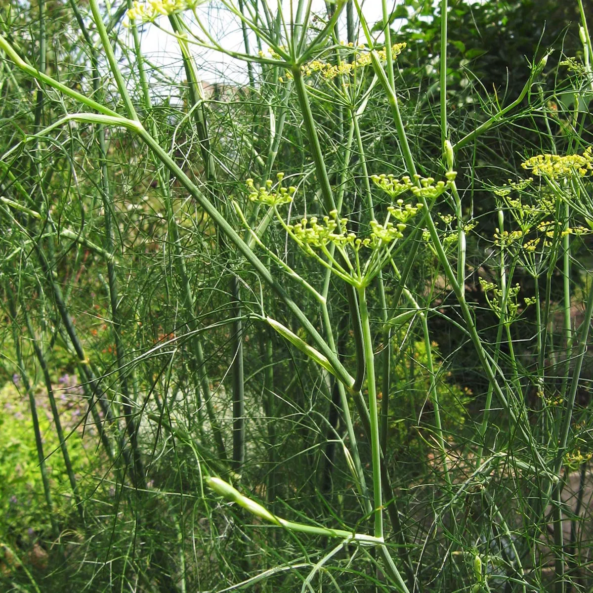 Grüner Gewürzfenchel 'Dulce' (Foeniculum vulgare) Bio Saatgut