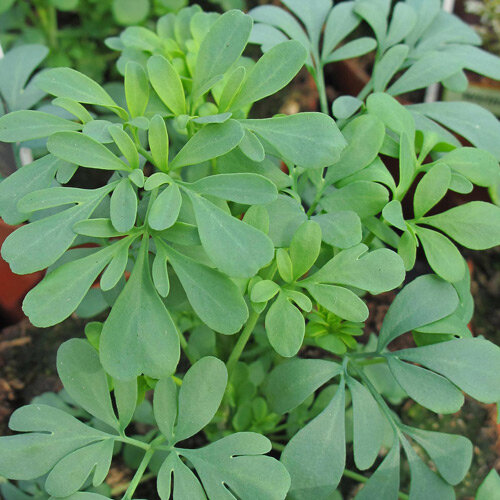 Hojas verde azuladas de ruda (Ruta graveolens)