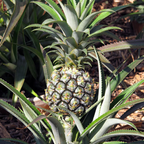Planta de piña con un fruto joven entre hojas de bordes espinosos