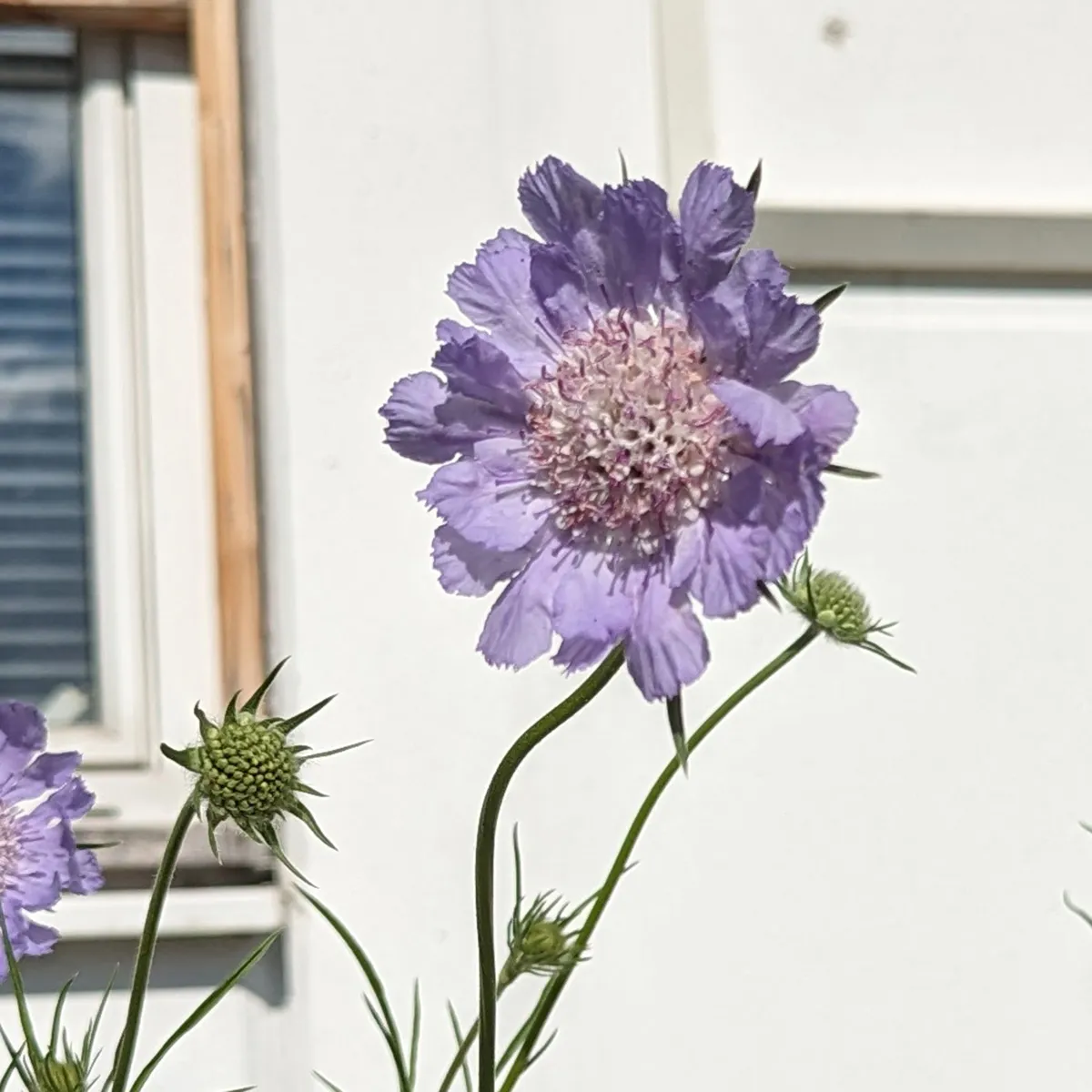 Lavendelfarbene Kaukasus-Skabiose (Scabiosa caucasica) Bio Saatgut