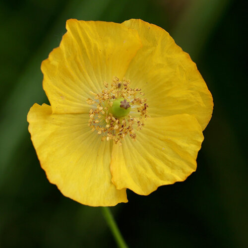 Flor amarilla de la amapola alpina (Papaver alpinum)