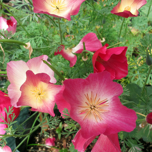 Amapola de California 'Carmine King' (Eschscholzia californica) con flores rosa carmín