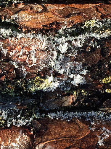 Cristales de hielo sobre la corteza de un tronco