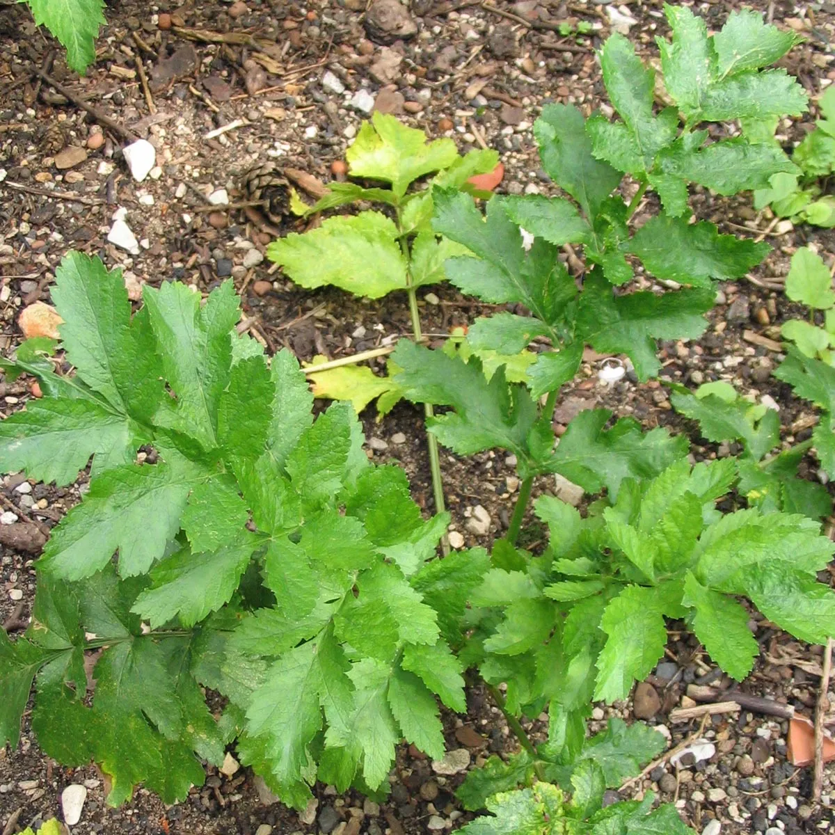 Pastinaken 'Halblange Weisse' (Pastinaca sativa) Bio Saatgut