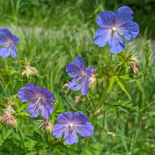 Geranio silvestre con flores azul violeta y hojas finamente divididas