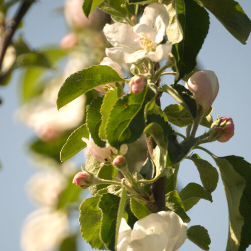 Flor de manzano con flores blancas y capullos rosados en plena primavera