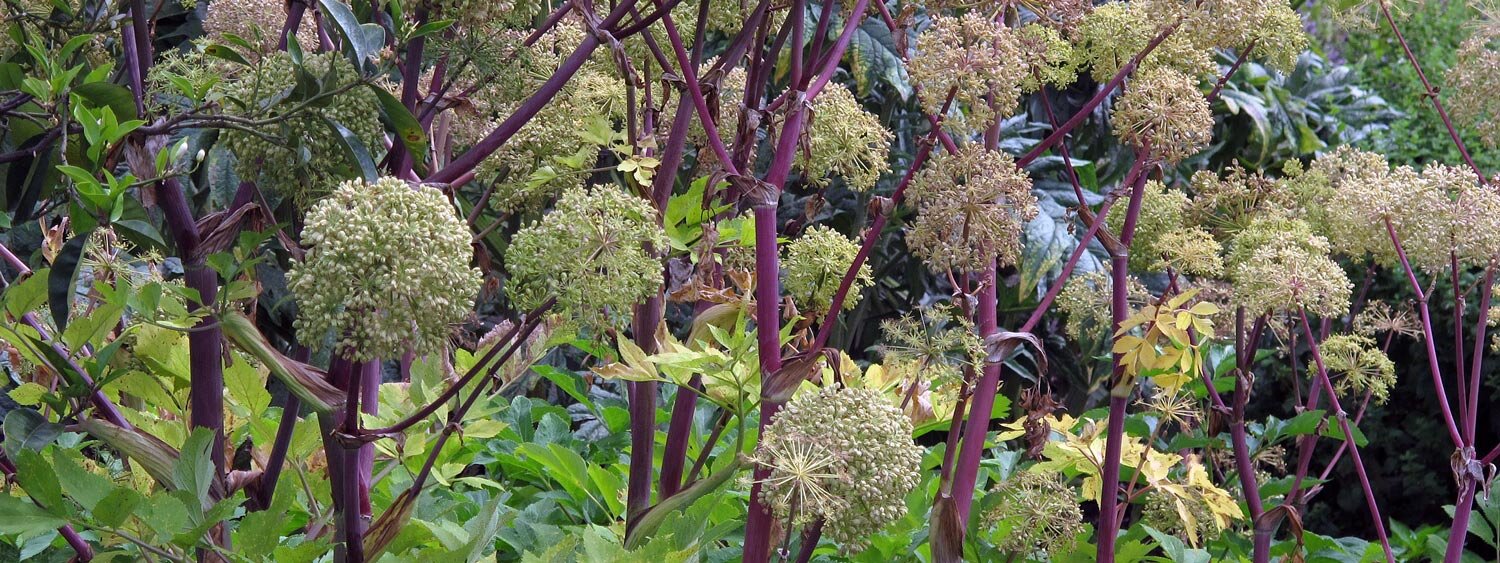 Angélica (Angelica archangelica)