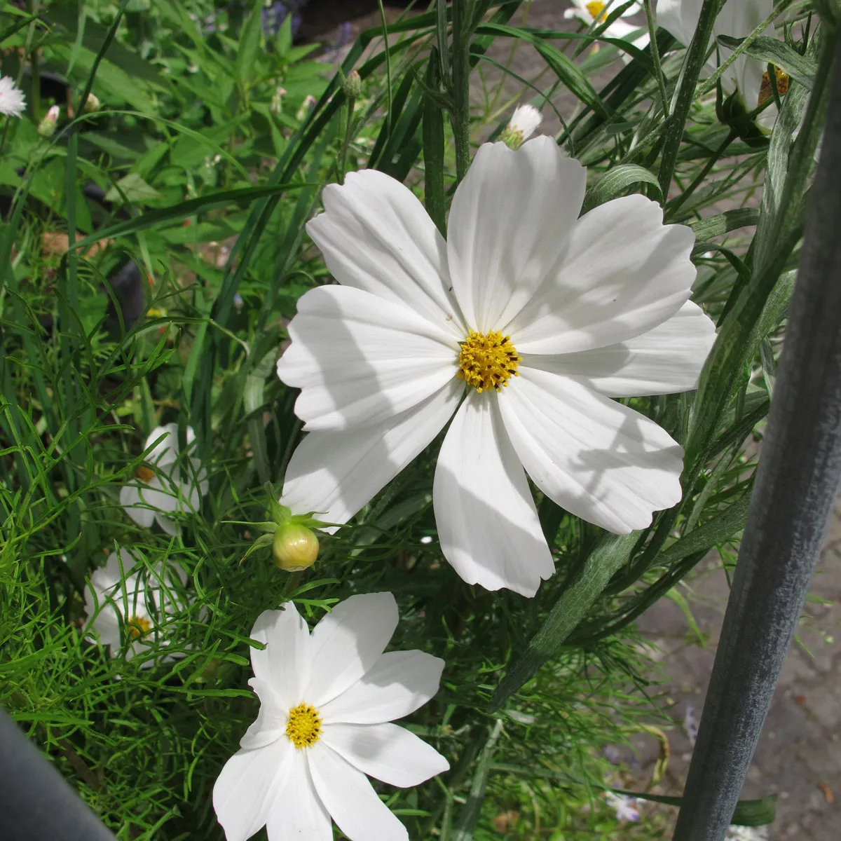 Sommerblumen in Weiss (diverse Arten & Sorten) Saatgutmix