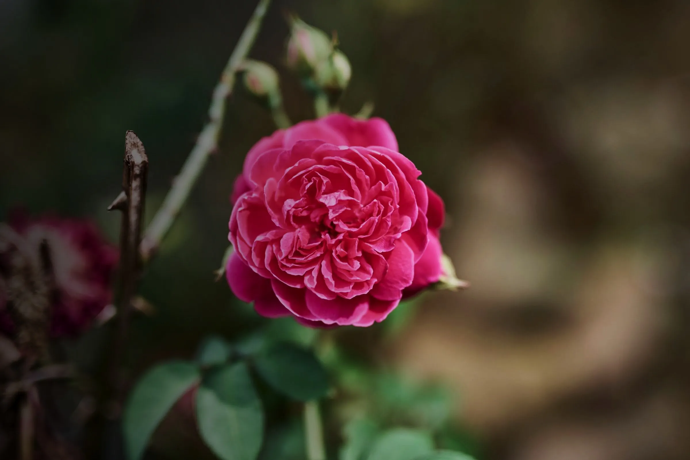 Pinke gefüllte Rose am Strauch