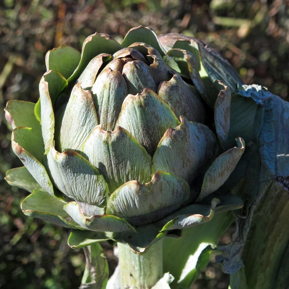 Artischocke 'Imperial Star' (Cynara scolymus) Bio Saatgut