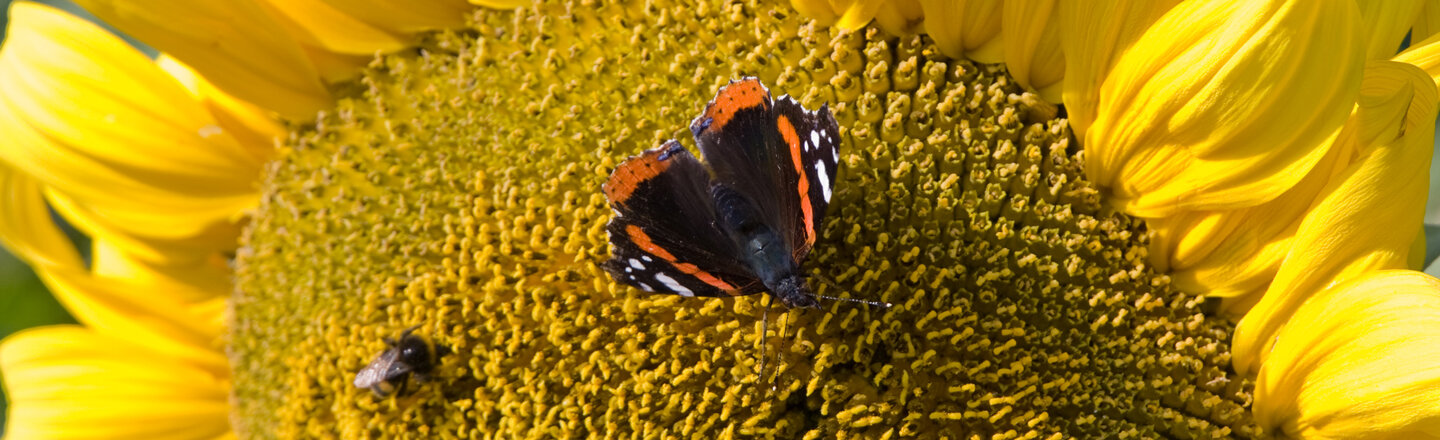 Mariposa almirante rojo sobre un girasol