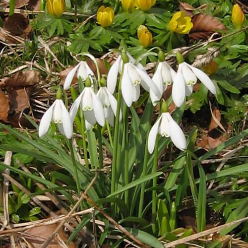 Campanillas de invierno en flor a principios de primavera, detrás flores amarillas
