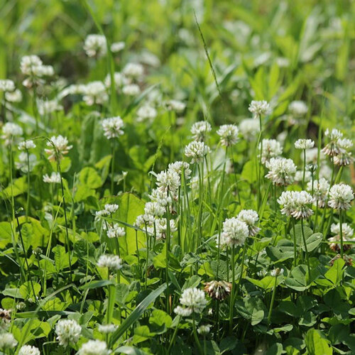 Trébol blanco (Trifolium repens) en flor en el césped