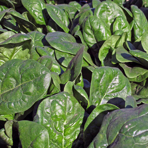 Hojas de espinaca vigorosas en el bancal