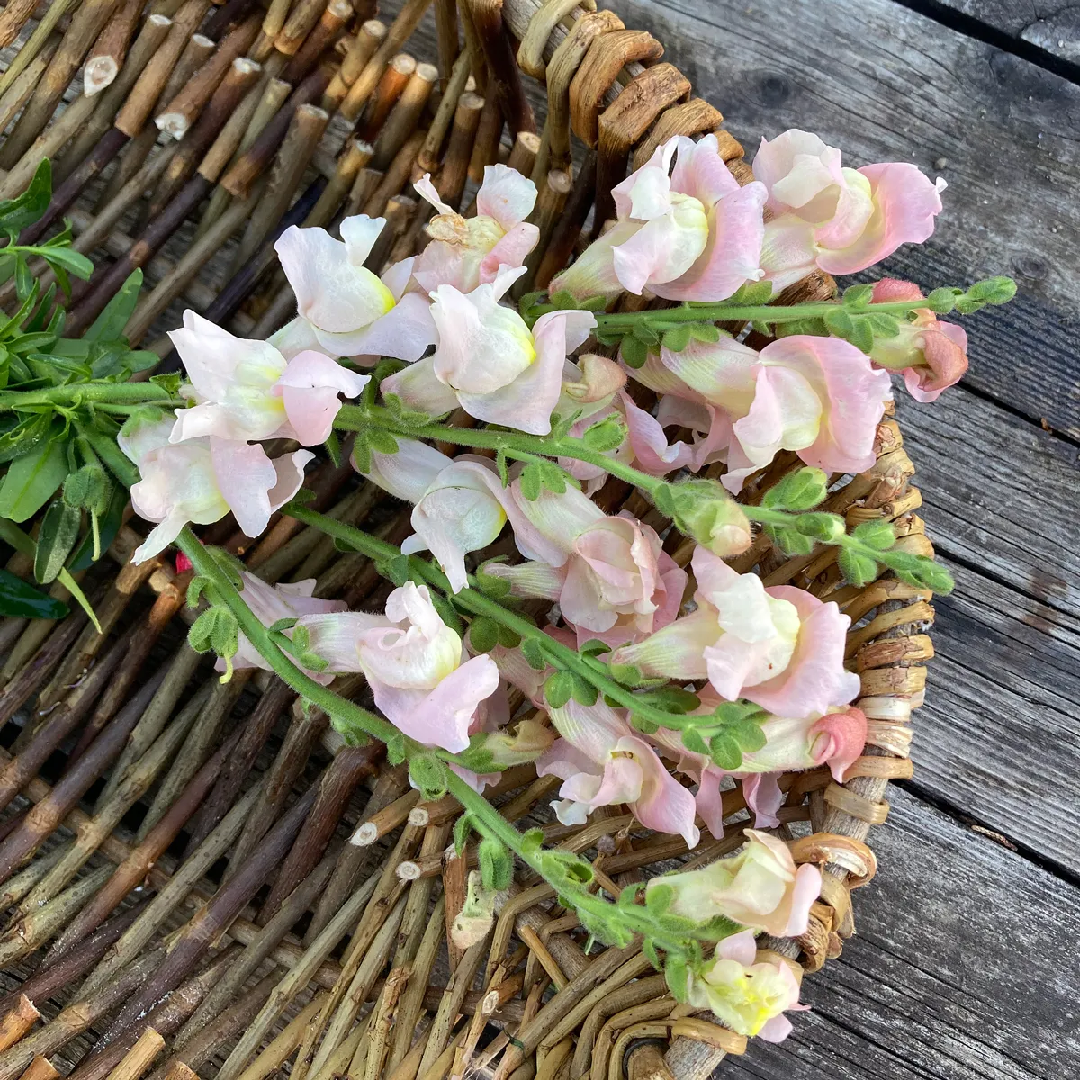 Weiß-rosa Löwenmäulchen 'Appleblossom' (Antirrhinum majus) Samen