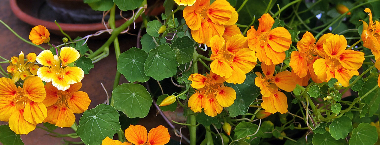 Capuchina trepadora