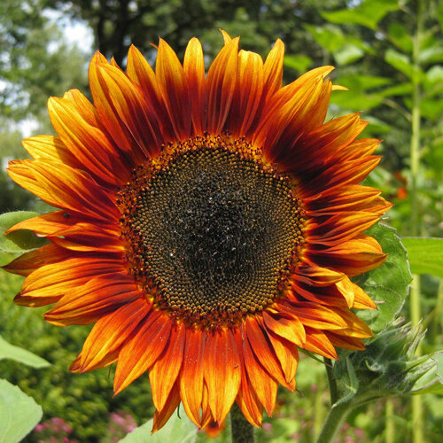 Girasol con pétalos rojo anaranjado y centro oscuro