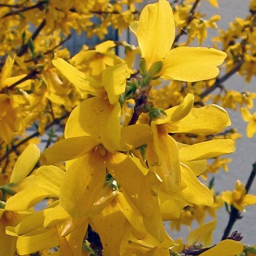 Forsythia en plena floración amarilla