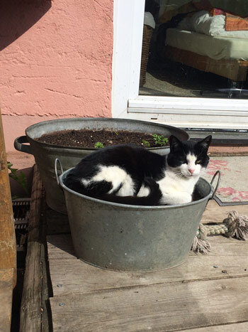 Gato blanco y negro tumbado en una tina de zinc junto a una jardinera al sol