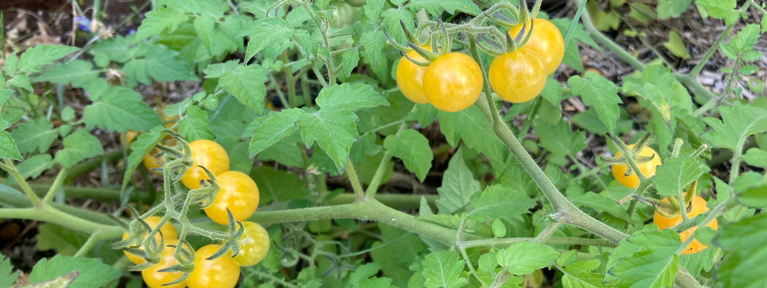 Tomates silvestres resistentes
