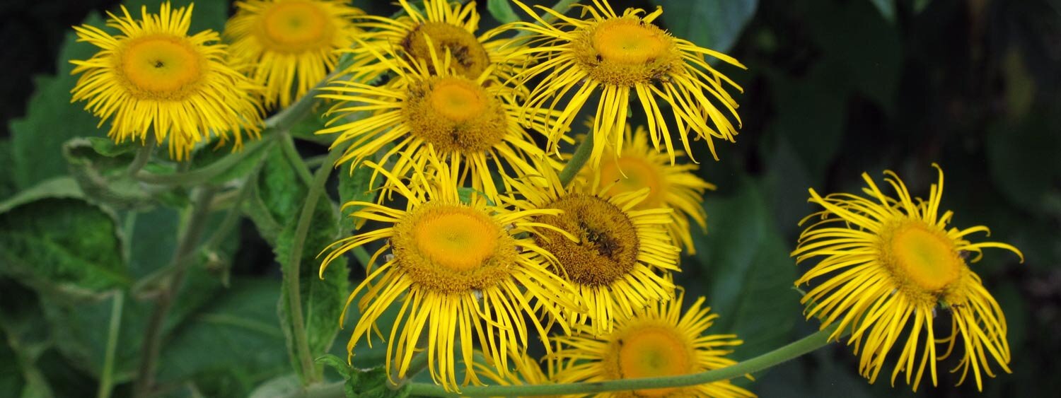 Flores de énula