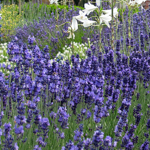 Lavanda en flor en un arriate de vivaces, detrás altas flores blancas