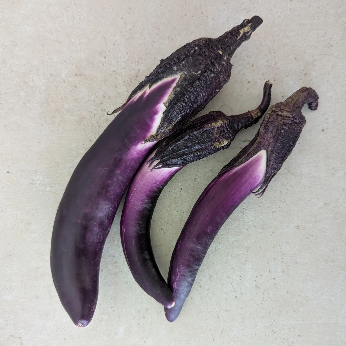 Aubergine 'Tarim' (Solanum melongena) Bio-Saatgut