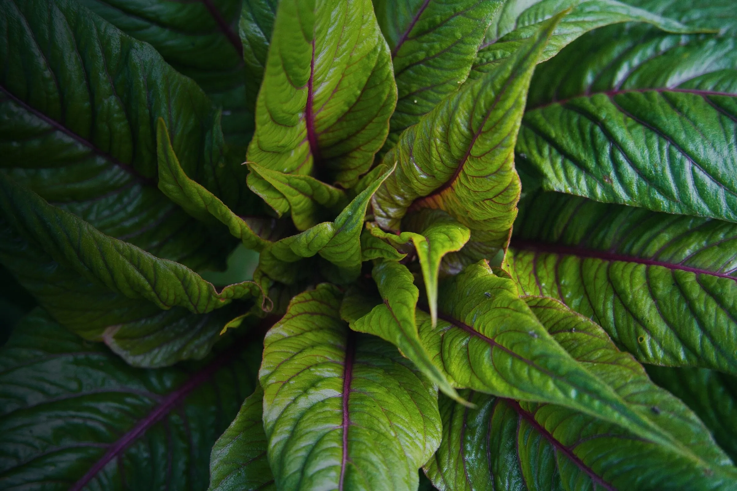 Amarantblätter mit roten Adern