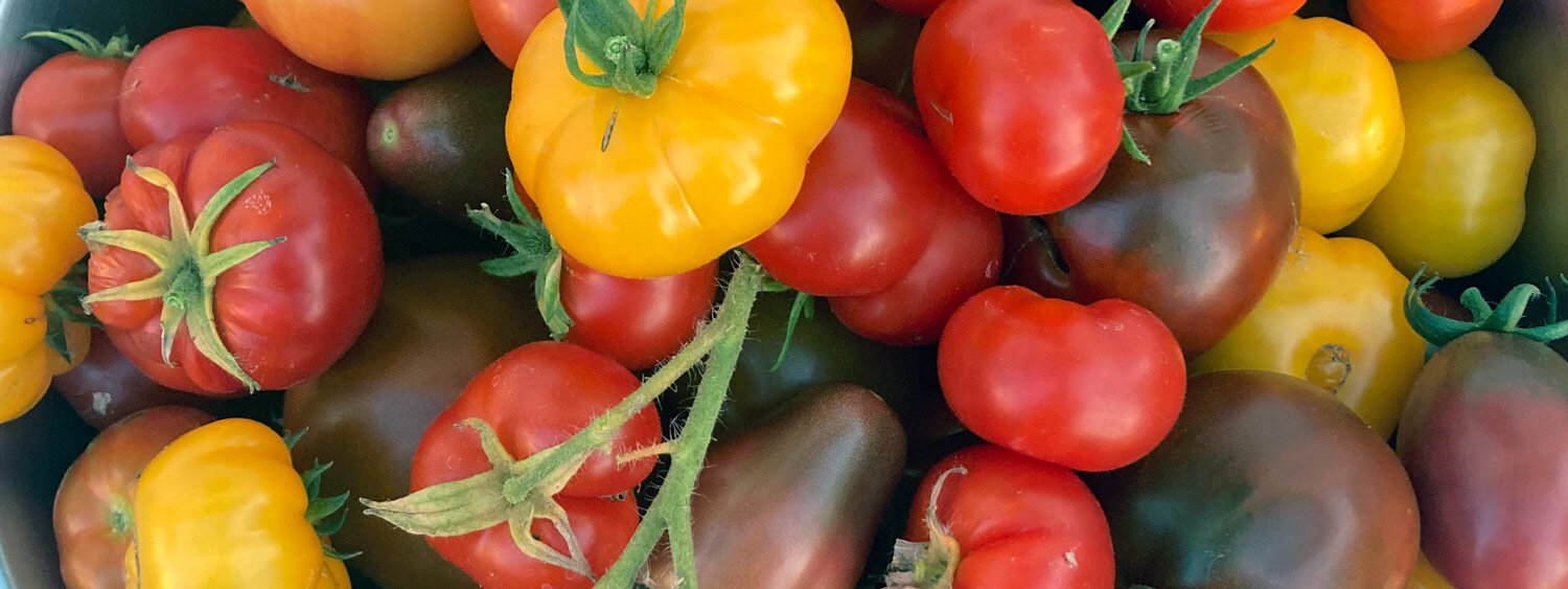 Tomates recién cosechados rojos, amarillos y marrón oscuro, entre ellos variedades acostilladas