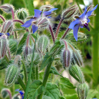 Borraja (Borago officinalis) con flores azules y capullos vellosos