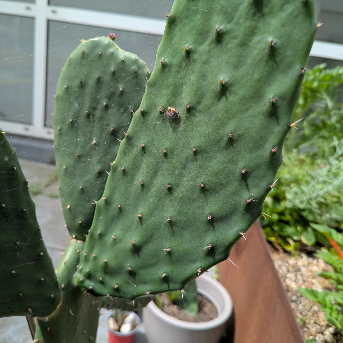 Echter Feigenkaktus (Opuntia ficus-indica) Samen