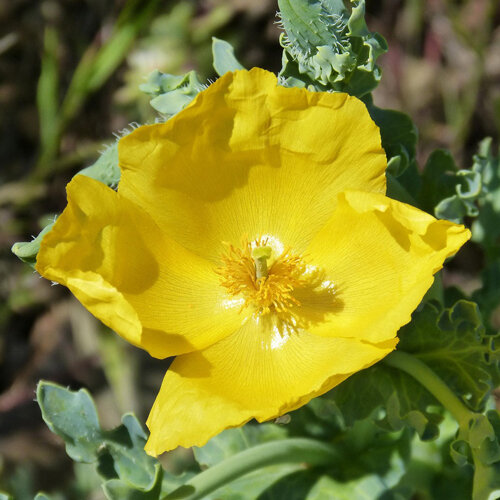 Amapola marina (Glaucium flavum) con flor amarillo intenso y hojas verde azulado