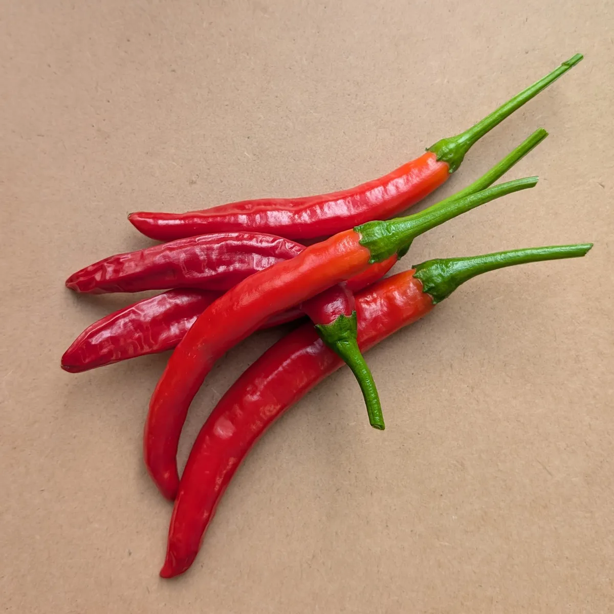 Koreanischer Chili 'Taeyang Medium' (Capsicum annuum) Bio-Saatgut