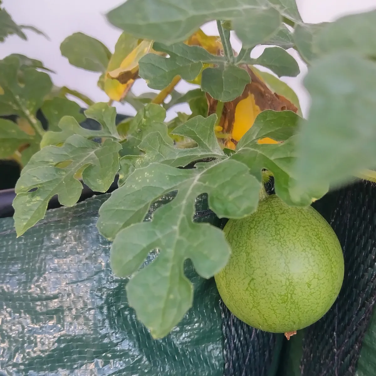 Gelbe Wassermelone 'Golden Midget' (Citrullus lanatus) Samen