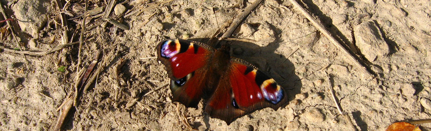 Mariposa pavo real con las alas abiertas sobre suelo seco