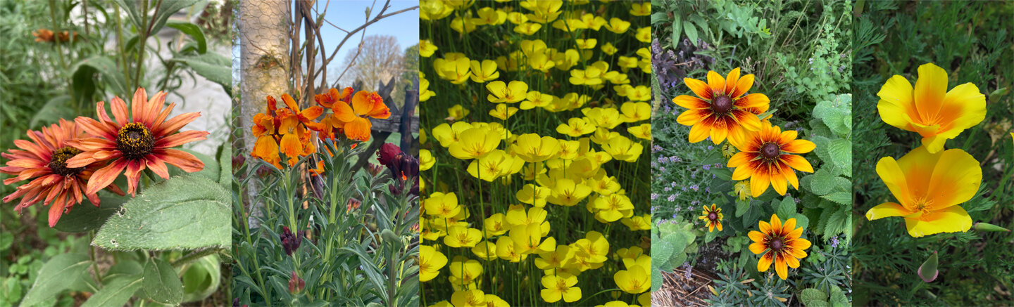 Cool flowers, flores de verano anuales resistentes