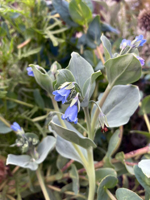 Planta ostra (Mertensia maritima) con flores acampanadas azules y hojas verde azuladas