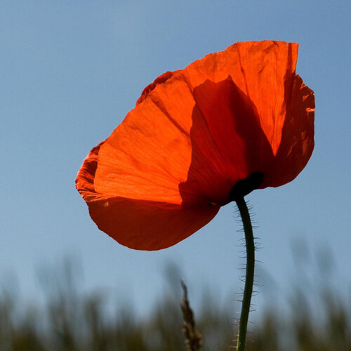 Flor roja de amapola (Papaver rhoeas) ante un cielo azul