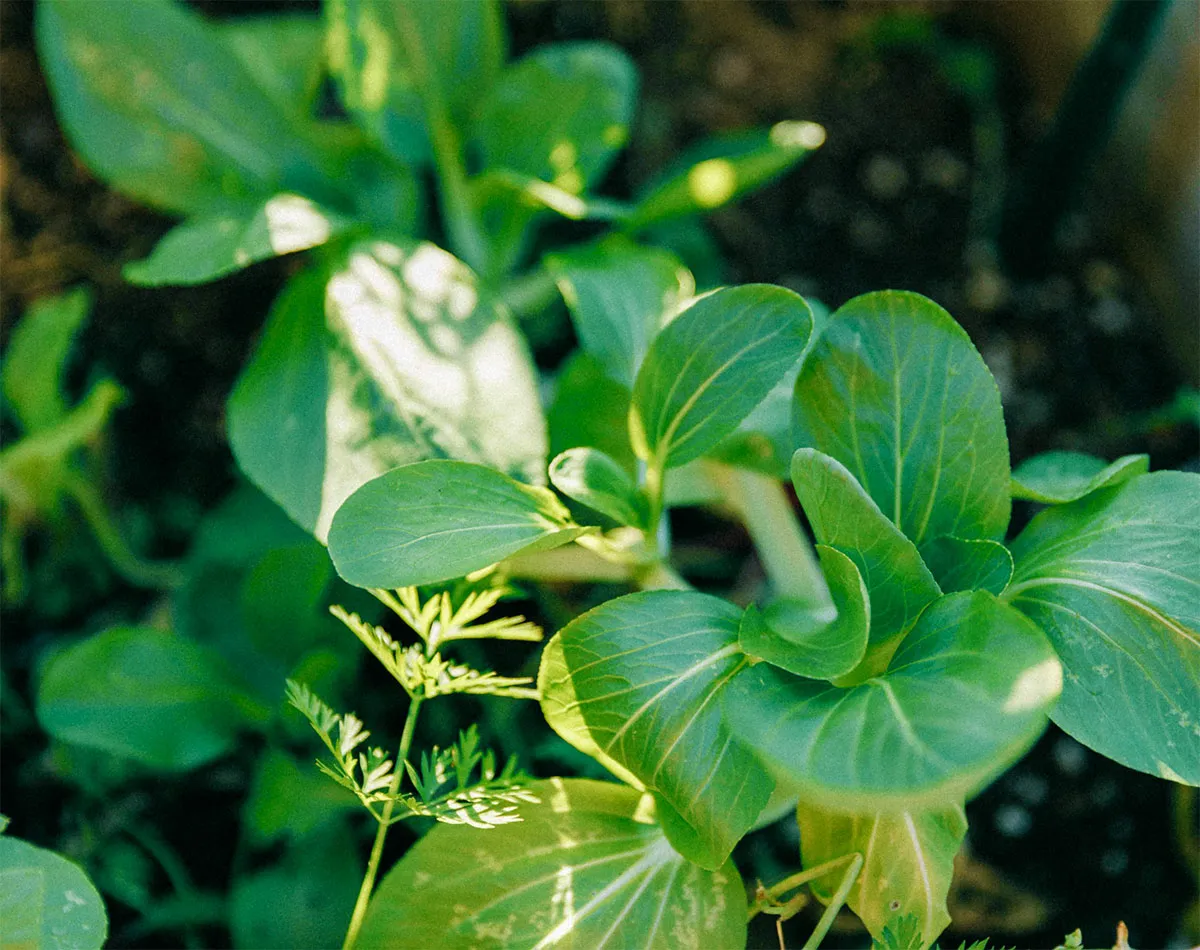 Semillas de verduras asiáticas