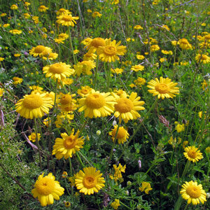Manzanilla de tintes | Camomila amarilla (Anthemis tinctoria) semillas